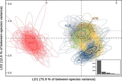 A melting-pot for Pterodroma petrels on Rapa Nui: ecological divergence and reproductive isolation in a contact zone